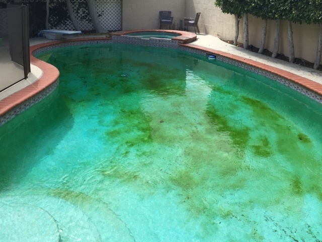 green_algae_pool